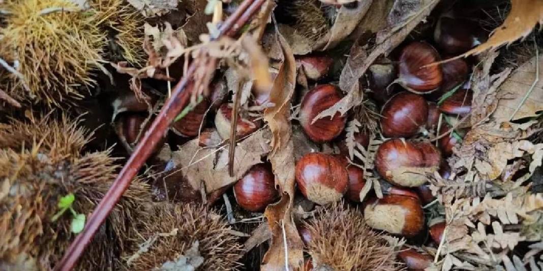 Ağaçtan düşürülüyor, kadınlar tarafından toplanıyor! Zorlu araziden köye yolculuk: Kuyuda 15 gün bekletilip satılıyor 5